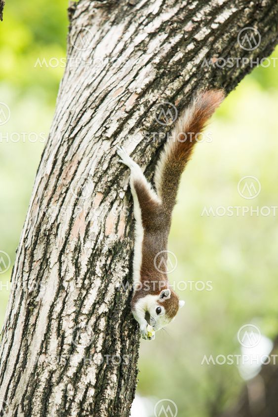 cute squirrel eating bread