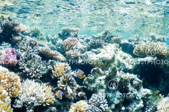 underwater landscape