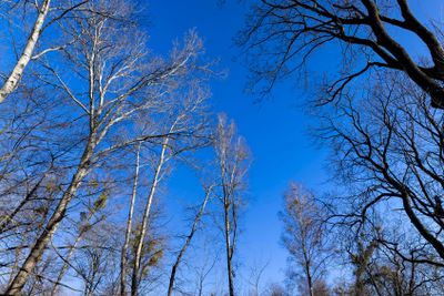 deciduous trees in the park in the early spring season