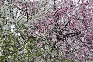 White and pink blossoms on intertwining tree branches....