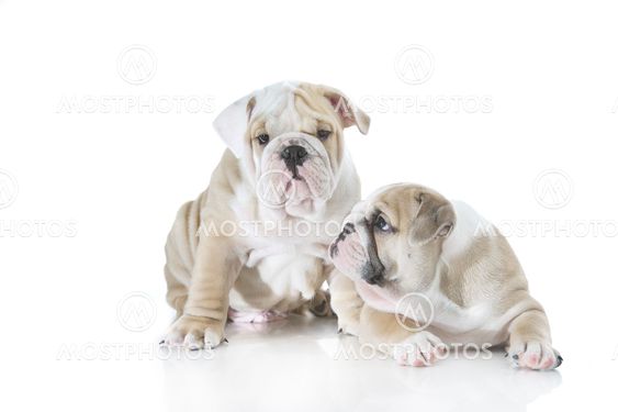 Cute english bulldog puppies isolated