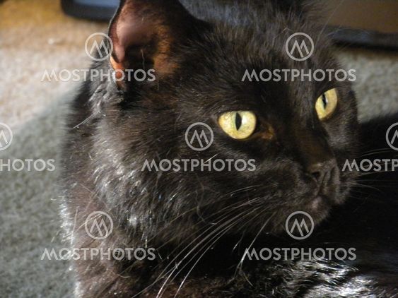 Yellow eyes of a cat