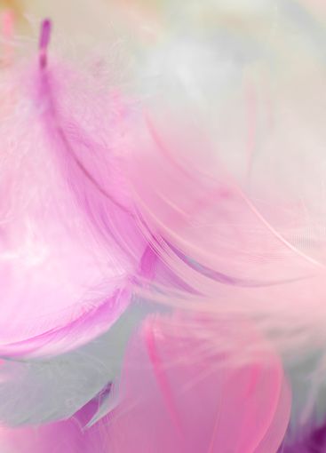 Feather Texture.Delicate Pink Feather.Pink, purple and...
