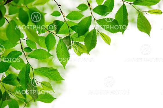 Green spring leaves on white background