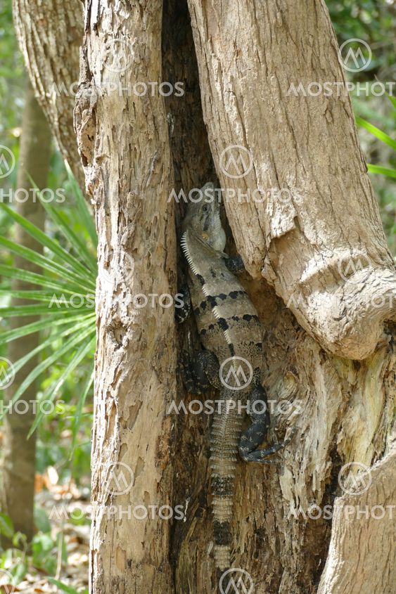 Spiny Tailed Iguana Hiding in a Tree Trunk