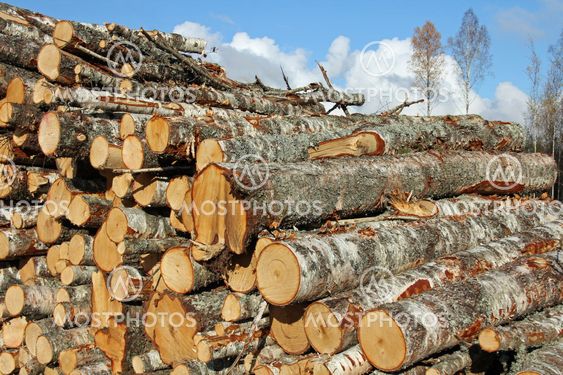 Birch Timber