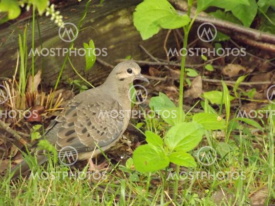 Turtle dove by a tree.