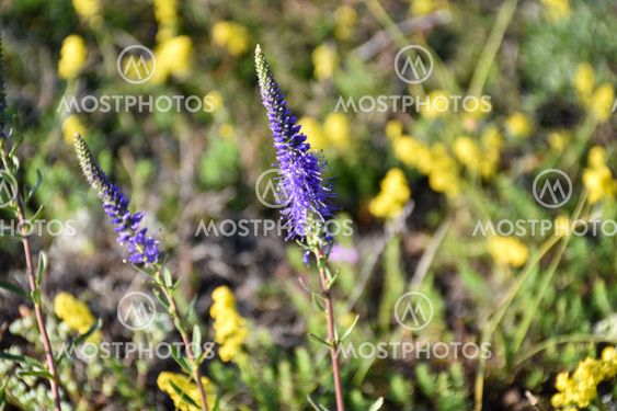 Närbild av blommande axveronika i naturreservatet Gårdby...