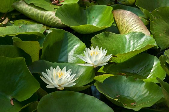 Water lily nymphaeaceae