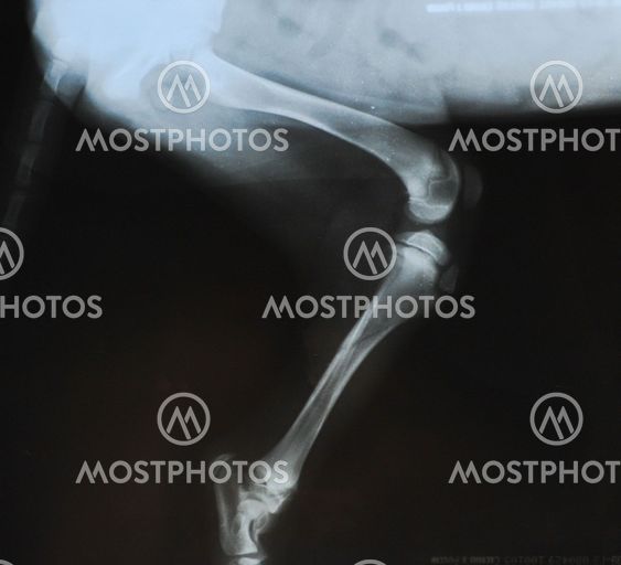 X-ray fracture in the tibia of a puppy