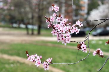 Cherry blossoms on thin branches with a soft background....