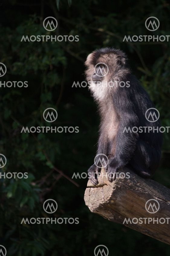 Lion-tailed Macaque
