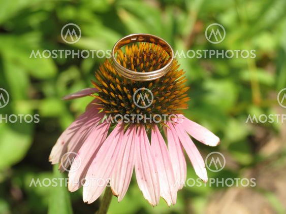 The ring at the barbed flower