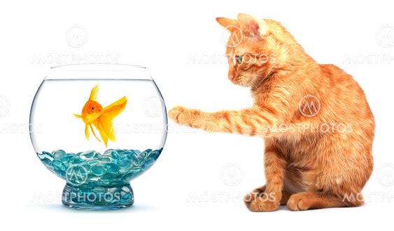 Goldfish and cat