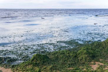 algae proliferating on the seashore during a water bloom