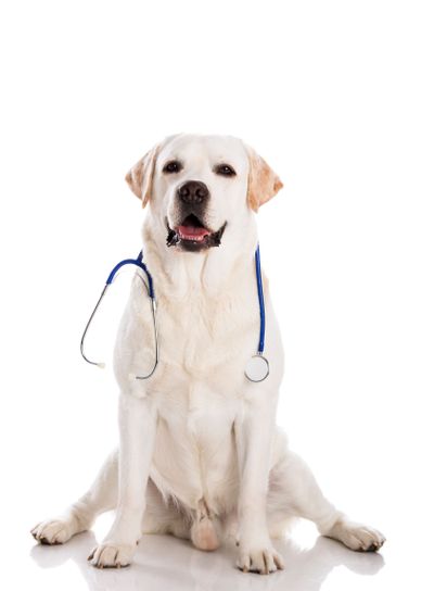 Vet dog