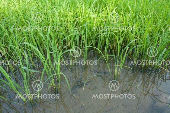 Seedlings of rice growing in paddy fields with water