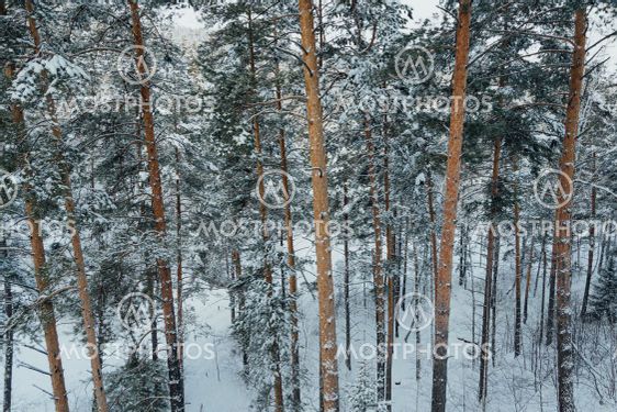 Yellow trunks of tall pines in winter forest. Branches...