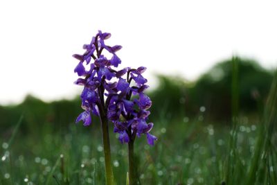 Among dewdrops in summer morning