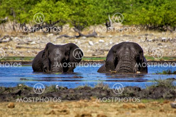 two elephants swiming in a waterhole at etosha national park namibia