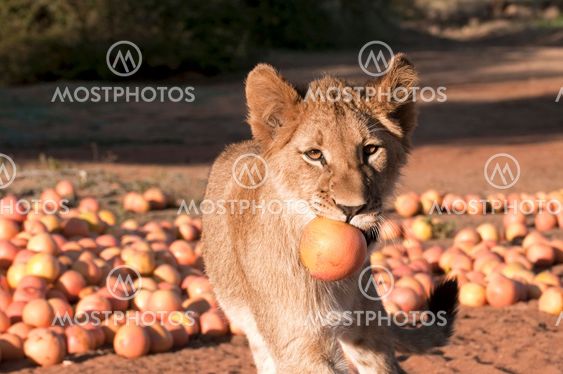 Lion - Löwe