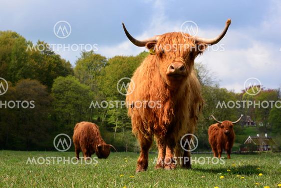 Highland cattle