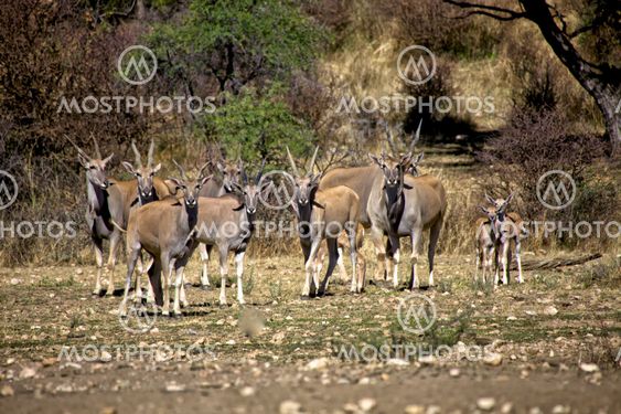 a group of eland at daan viljoen game park namibia