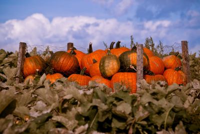 Pumkins in Osterlen Skane Sweden