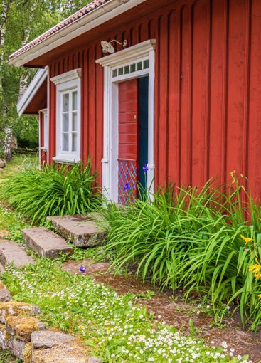 Red old cottage with garden plants and blooming bellis...