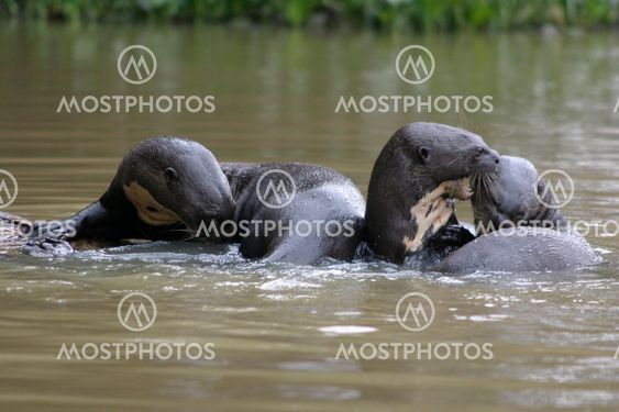 Grooming Otters