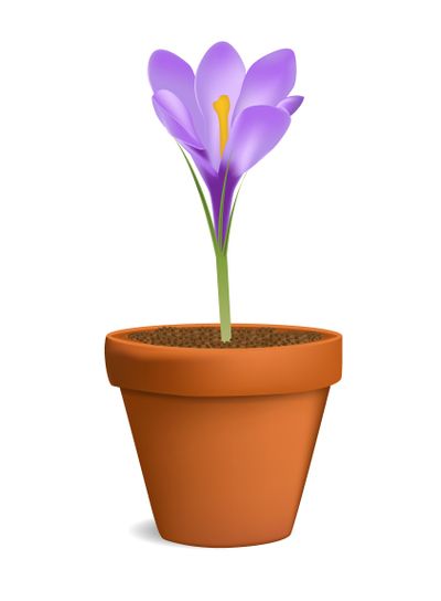 Crocuses in flowerpot vector illustration