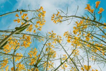 Rapeseed canola crops with blooming yellow flowers in...
