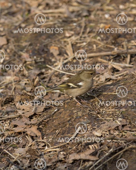 Female Chaffinch perched on the ground in woodland