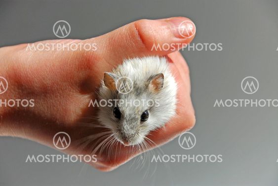 Hamster child hand