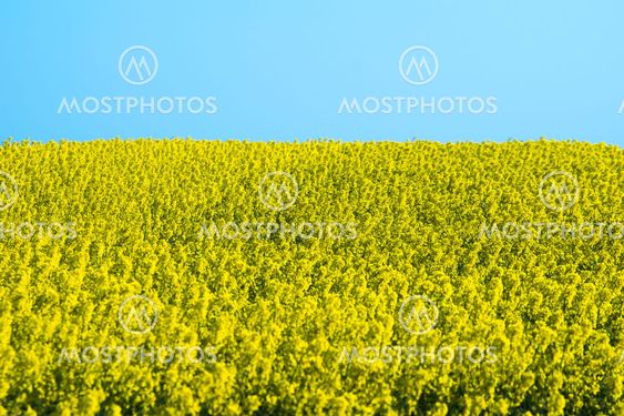 Rapsfält med blå himmel