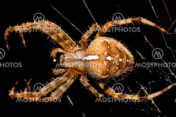 Spider