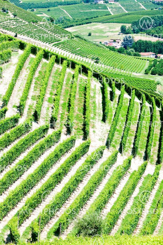 vineyars nära Barbaresco, Piemonte, Italien