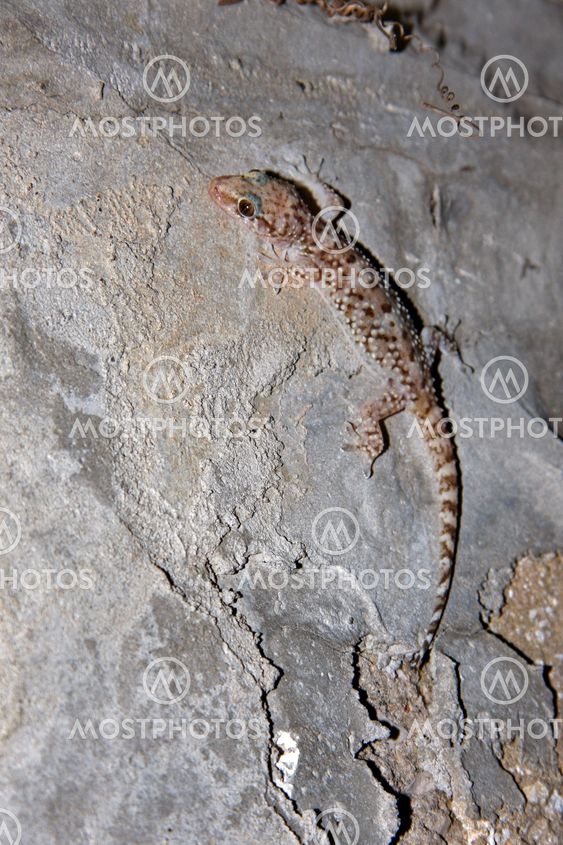 Gecko - Hemidactylus Turcicus