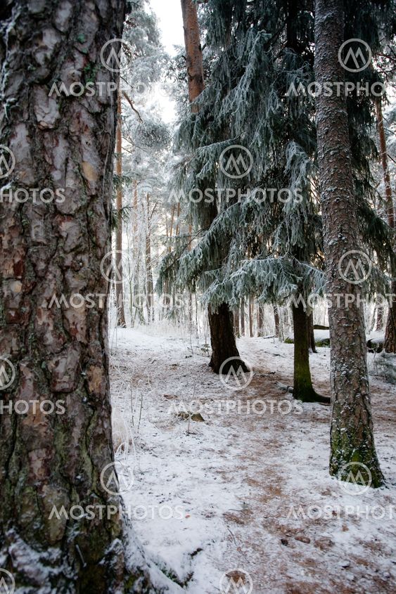 Winter Forest