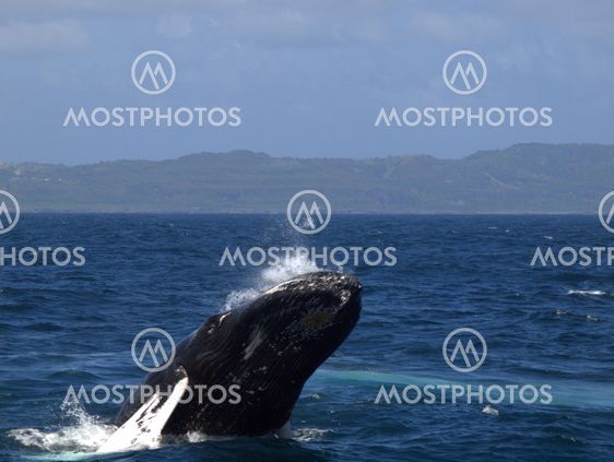 Humpback whale breaching