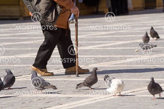 Ledende mand walking blandt pidgeons i forår