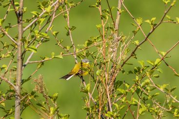Yellow wagtail sitting on a branch in a tree