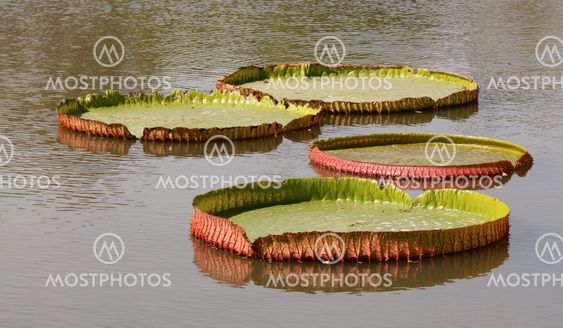 Lotus leaf