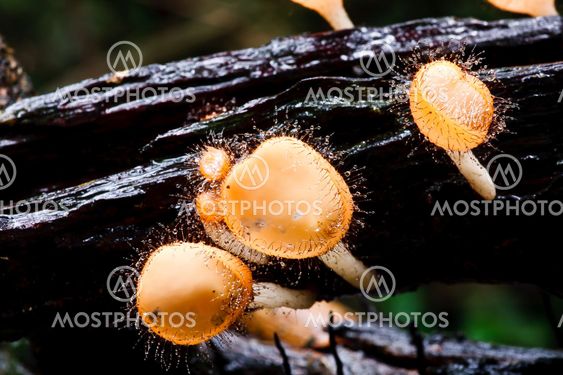 Orange mushroom