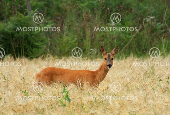 Roe deer
