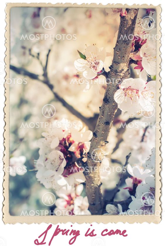 Retro Card with Flowers Cherry Blossoms
