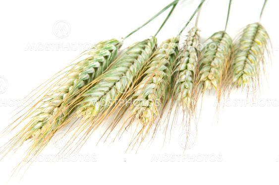 wheat
