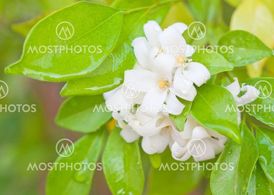 white flower with green leaf after rain drop