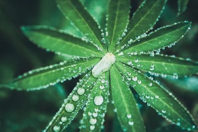 Water drops on lupine leaves after rain, dark moody...