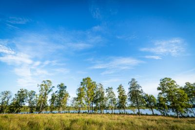 Trees in front of a lake in the summer